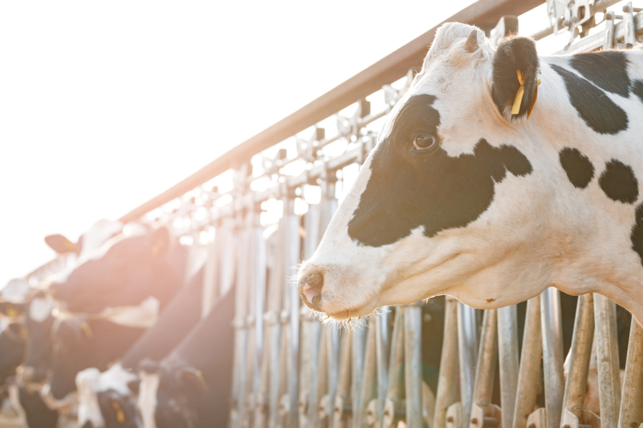 Controlli ASL sul benessere animale negli allevamenti