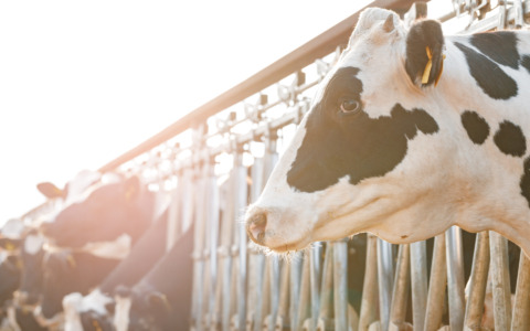 Controlli ASL sul benessere animale negli allevamenti