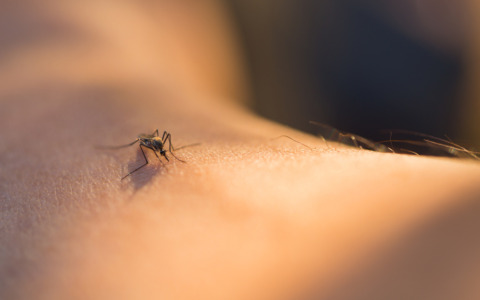 West Nile, primo contagio stagionale nel Frusinate