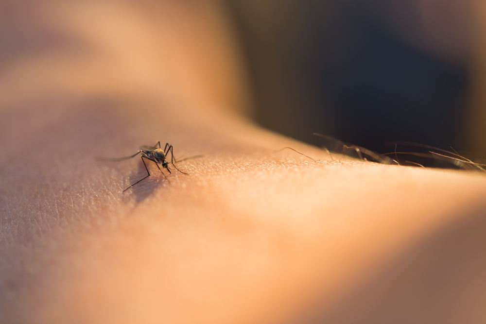 West Nile, primo contagio stagionale nel Frusinate