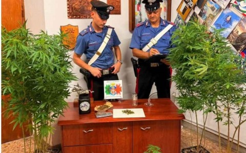 Sgurgola, serra indoor per la cannabis: arrestato 34enne
